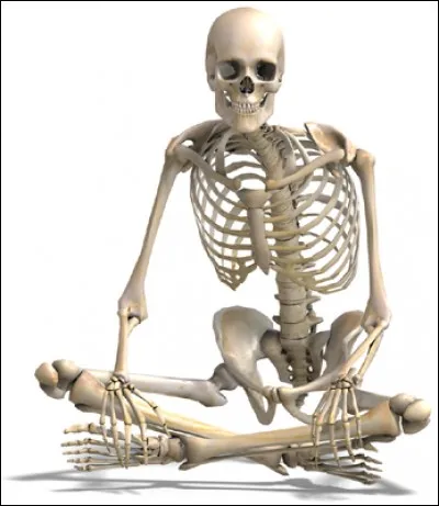 On peut presque faire le tour du corps humain en latin. Quel mot n'est pas d'origine latine mais grecque?