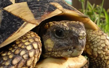 Quiz Tortues