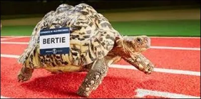 Bertie, la tortue léopard la plus rapide du monde, a atteint au cours de sa course record, la vitesse de...