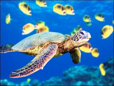 Combien y a-t-il d'espèces de tortues dans le monde ?