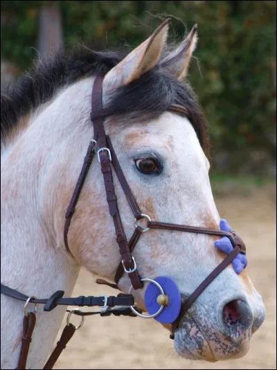 Quelle muserolle n'existe pas ?