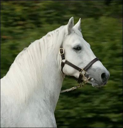 Quelle partie n'est pas de la tête?