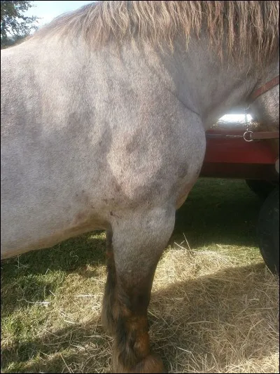 Quelle partie n'est pas de l'avant-main ?