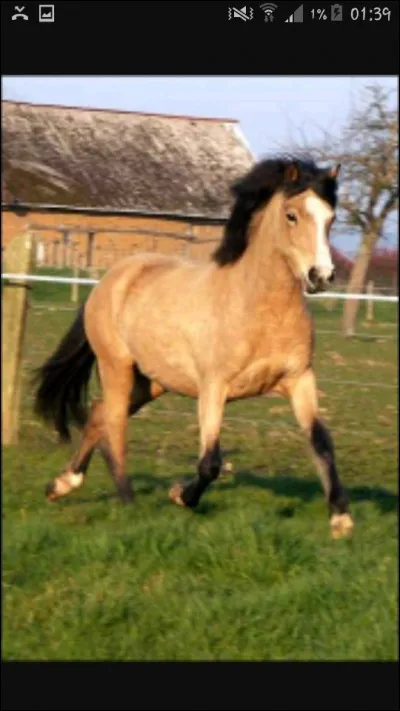 Quelle est la robe de ce cheval ?