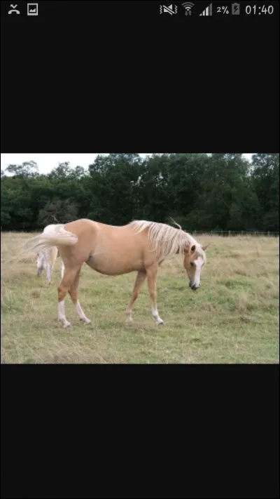 Quelle est la robe de ce cheval ?