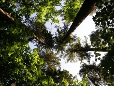 'Petit coin de Californie' sur les versants des Vosges.