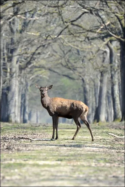 Elle possède une partie qui était réservée au chasses royales. On peut y voir de nombreux chevreuils, cerfs sangliers...