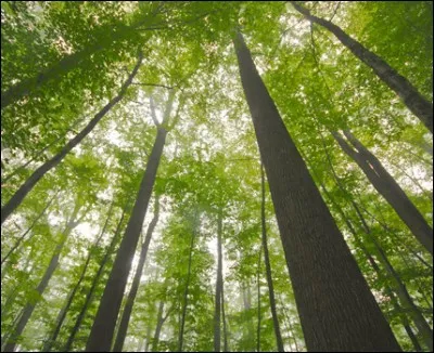 La plus belle forêt de chênes d'Europe. On la doit en grande partie à Colbert et se trouve dans l'Allier.