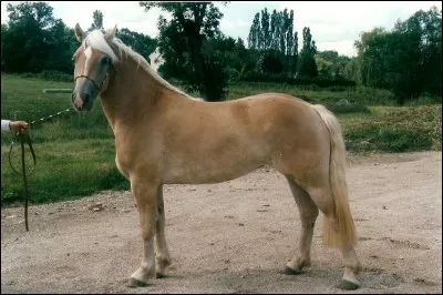 De quelle race est ce poney ?