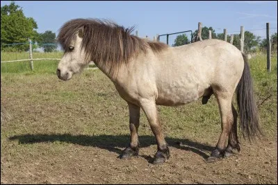 Et ce poney ?