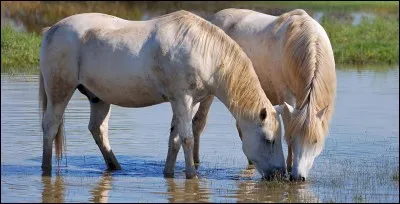 De quelle robe est le camargue (adulte) ?