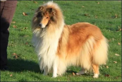 Se dit du premier poil au menton.