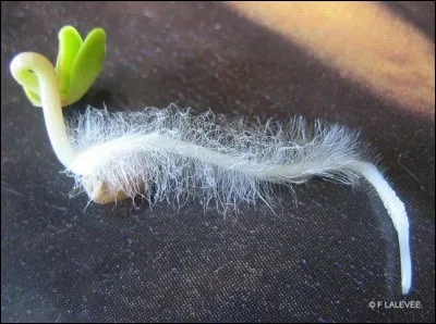 Poil dur et raide du porc.