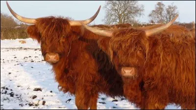 Elle a un mauvais poil.
