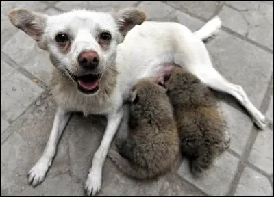 Diminution de la quantité d'urine secrétée en un temps donné !