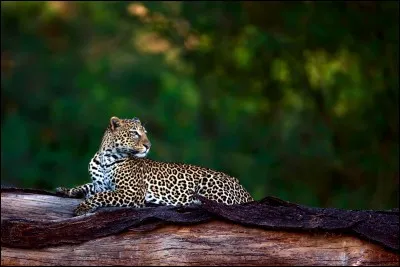 Petit instrument de musique, à vent !