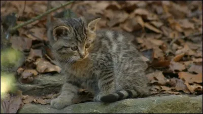 Hormone produite par l'hypophyse et favorisant les contractions de l'utérus durant l'accouchement !