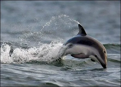 Arbre d'Afrique équatoriale, au bois rose, utilisé en menuiserie !