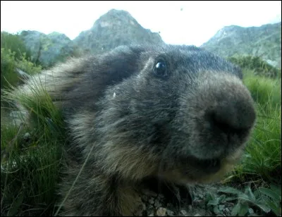 Une ou plusieurs personnes, décidant de l'avenir d'un pays !