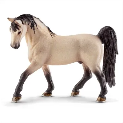 Et pour finir ce cheval est un :