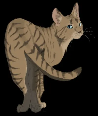 Comment se nomment les chatons de Source ?