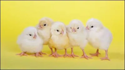 S'il y a deux poussins sur un coussin et que vous n'en voulez qu'un, qu'allez-vous faire ?