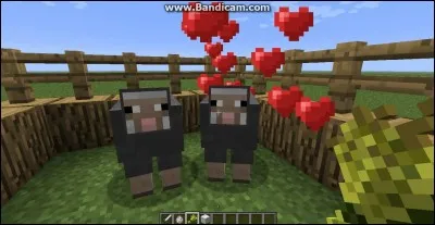 Comment fait-on un mouton multicolore ?