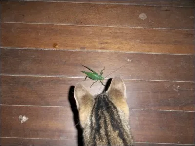 Identifie l'insecte guetté par le chat !