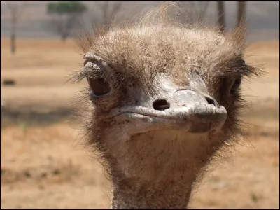Tu fais un safari-photo en Afrique, quel animal vas-tu rencontrer ?