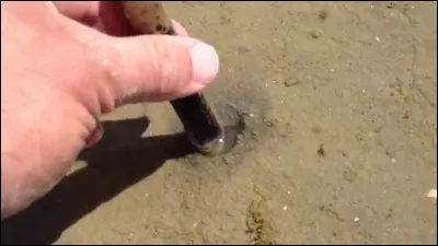 C'est la fin des vacances au bord de la mer et ce sont les grandes marées, tu en profites pour aller pêcher à pied, le soir, tu pourras manger les coquillages que tu as attrapé !