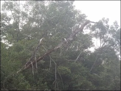 Clique sur la photo pour l'agrandir, combien vois-tu d'oiseaux ?