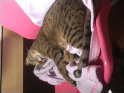 Quel est ton animal préféré ?