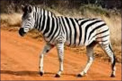 Comment s'appelle le petit du zèbre ?