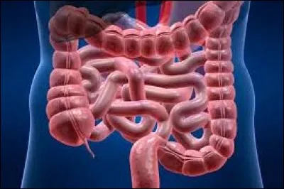 Quel est le nom scientifique des gargouillis émis par les intestins ?