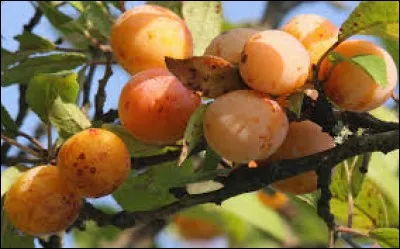 Quel est le nom de ce fruit qui est essentiellement répandu en Lorraine ?