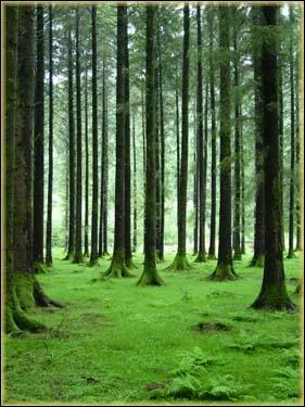 Qu'est-ce qu'un changelin ?