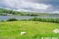 Quiz Irlande
