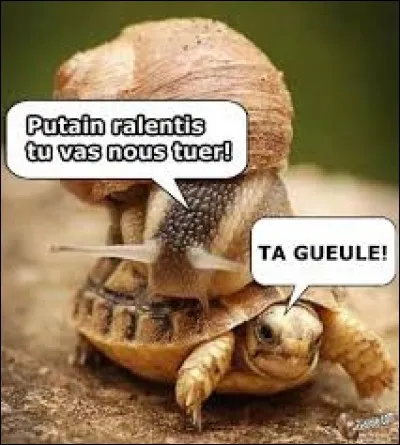 Saurez-vous me trouver l'animal terrestre le plus rapide au monde ?