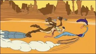 Bip Bip, le grand Géocoucou rapide comme l'éclair, se fait inlassablement poursuivre et jamais capturer par l'affamé autant que malchanceux :