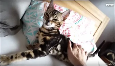 Ses chats s'appellent...