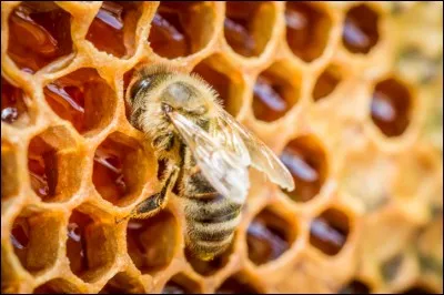 Quel est le rôle des faux bourdons au sein de la ruche ?