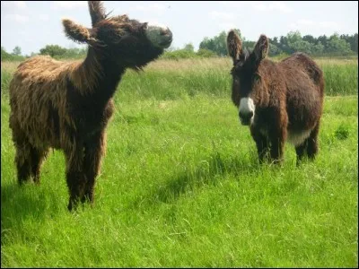 Quel était l'usage principal de l'âne durant ces derniers siècles ?