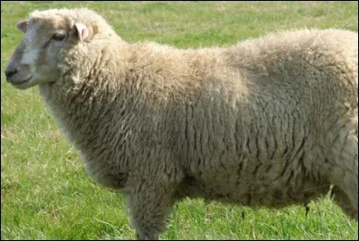 Où la laine des moutons est-elle douce ?
