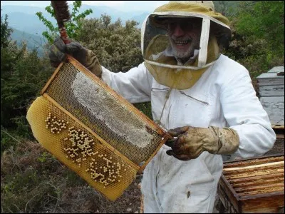 Combien d'abeilles vont suivre l'ancienne reine de la ruche lorsque cette dernière déménagera ?
