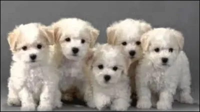 Quelle est cette race ?