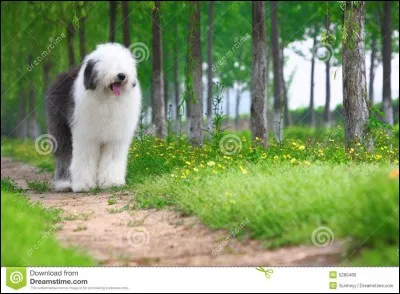 Quelle est cette race ?