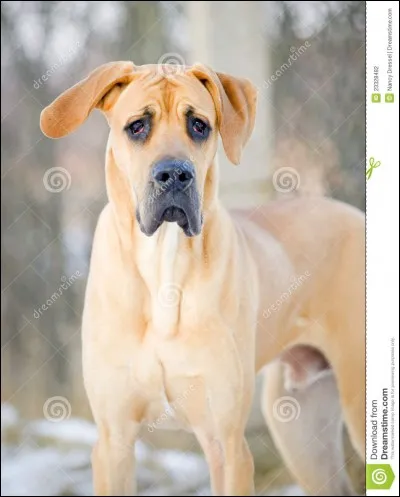 Quelle est cette race ?