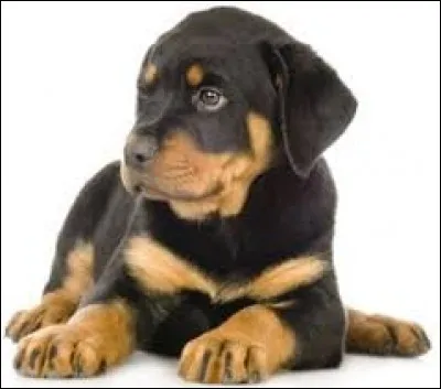 Quel race de chien te correspond ?