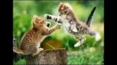 Quel animal te décrit le plus ?