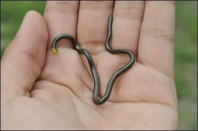 Quel serpent a été élu le plus petit serpent du monde ?